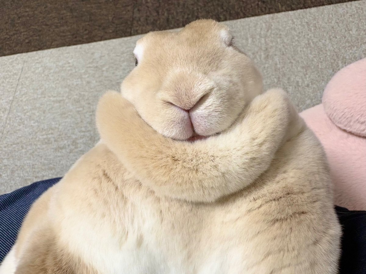 booboousag's tweet photo. うさぎの「Ｙ」！
可愛くて仕方ない https://t.co/FdQyVdSzdu