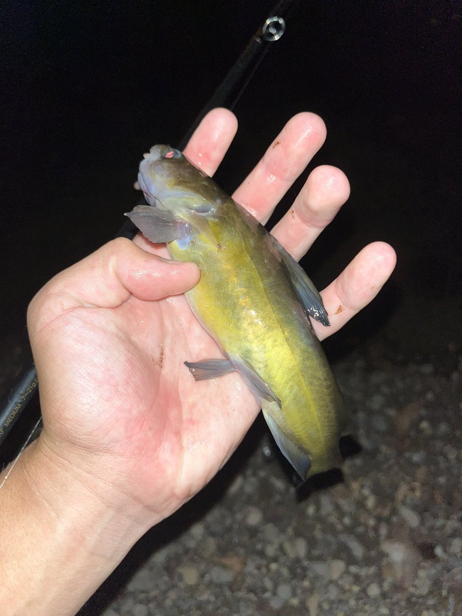 tottorca's tweet photo. こいつはギギ

ウナギ釣りをしてるとよ〜〜く釣れるいわゆる外道

しかも背鰭と胸鰭に棘があって刺さるととても痛い https://t.co/vlEQc6EQuU