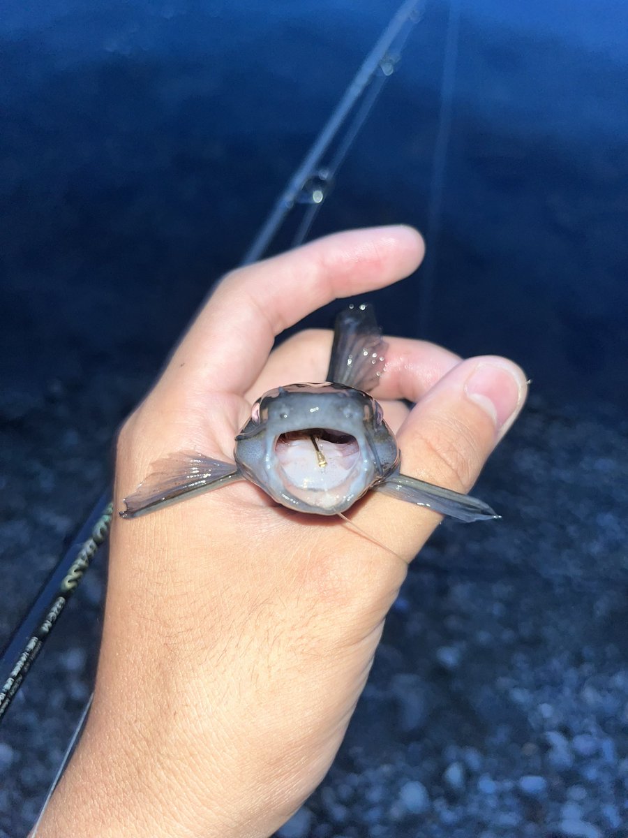 tottorca's tweet photo. こいつはギギ

ウナギ釣りをしてるとよ〜〜く釣れるいわゆる外道

しかも背鰭と胸鰭に棘があって刺さるととても痛い https://t.co/vlEQc6EQuU