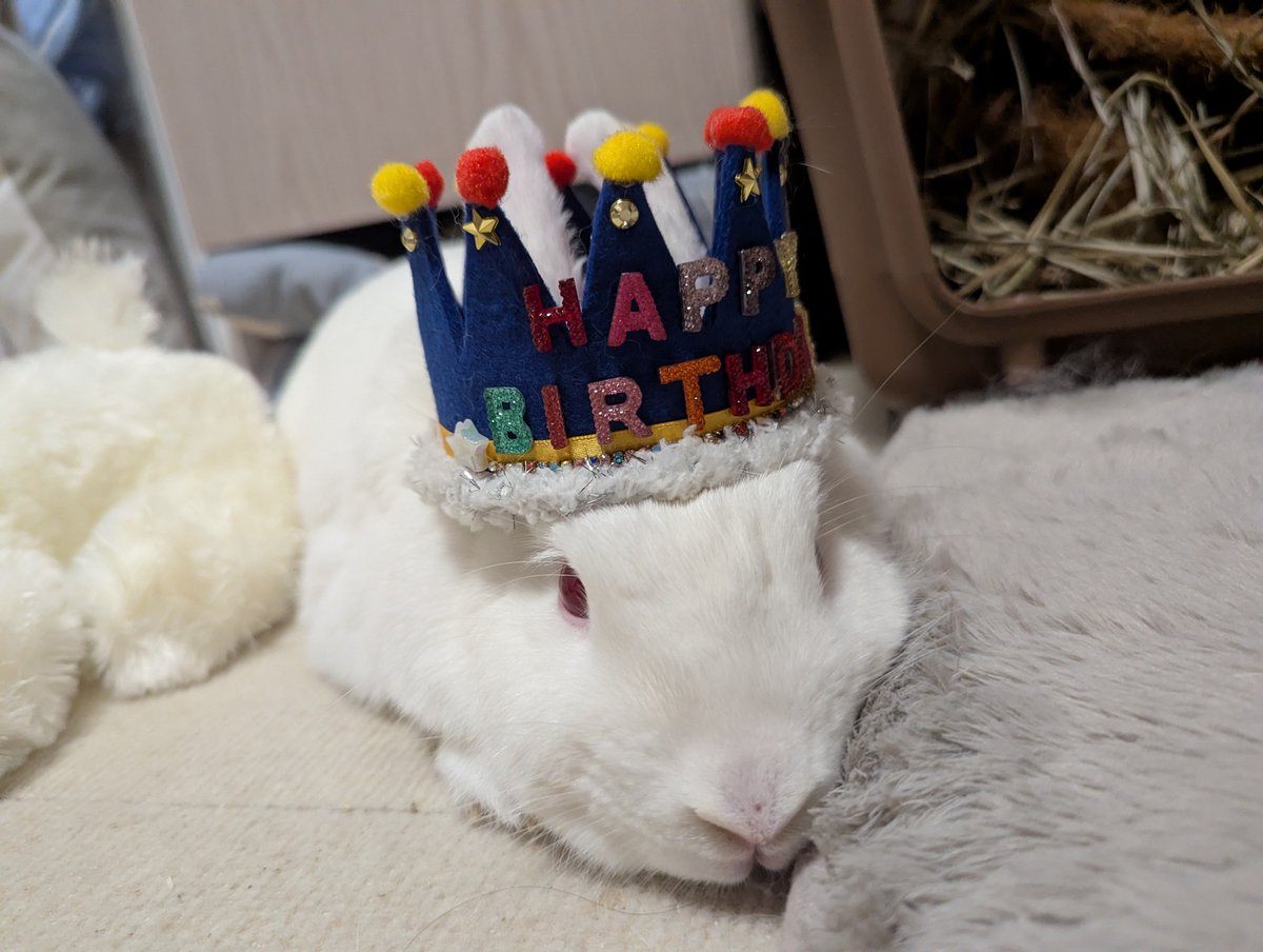 Tutu_rabbit_usa's tweet photo. 本日はキョーちゃん5歳のお誕生日でした🥳🎉
大きめ乾燥おリンゴと新しいおもちゃをプレゼント🥰
元気で長生きして、ずっと一緒にいようね🥰

🐰なんか被せられたけど、おやつおいしかったから許すッ https://t.co/ckChxQv0SO