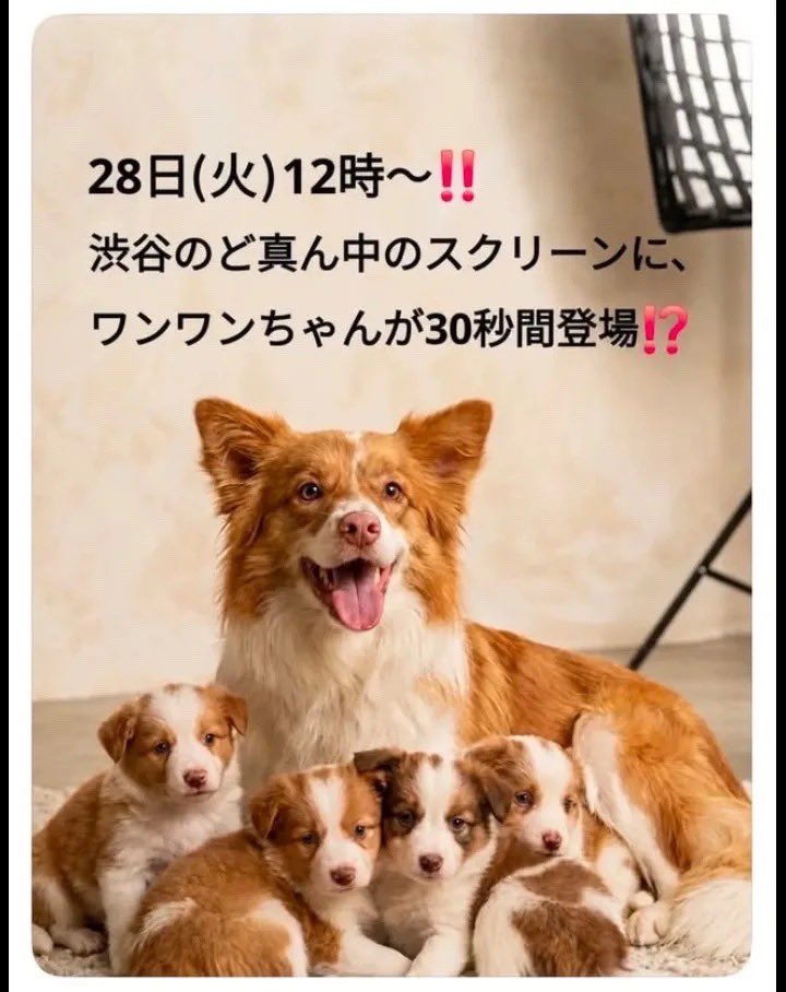 水沢レイン(俳優)制限中⁉️就職中特撮ジサリスのエスピス役　＃動物虐待反対　＃保護猫　と暮らしてます tweet media