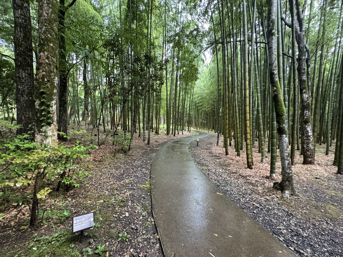 aoitokio's tweet photo. 今日は風音さまの森を見つけました🌳 https://t.co/215gEZu7Na