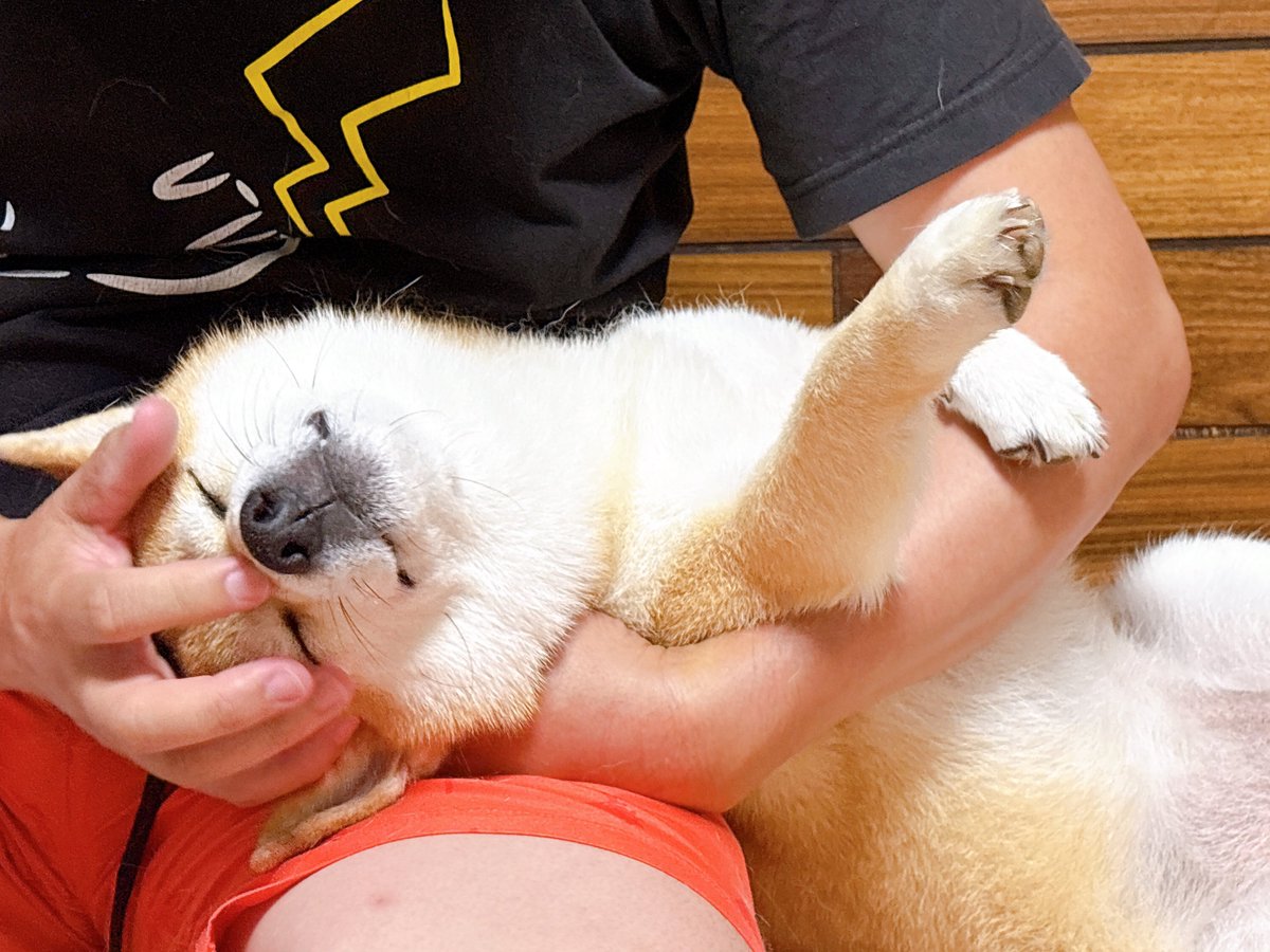 sbtum1's tweet photo. 変な姿勢ばかり好む犬 https://t.co/pnxYv8DPUq