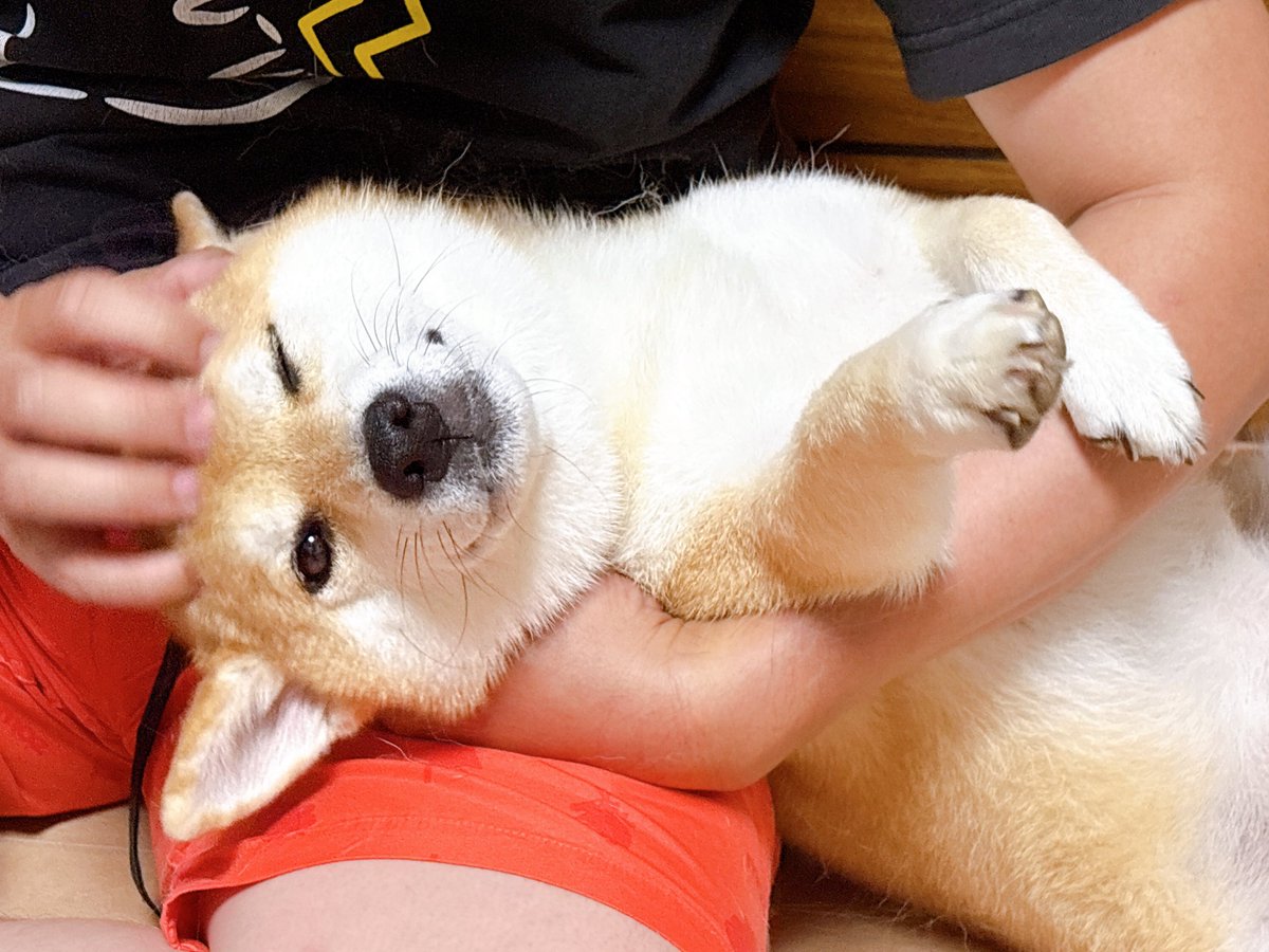 sbtum1's tweet photo. 変な姿勢ばかり好む犬 https://t.co/pnxYv8DPUq