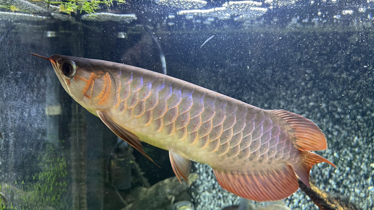 Brio1Nac's tweet photo. 今日の紅龍163日目。
先週もほぼ毎日残業で本当に必要最低限しか魚を見れなかった。
目の白濁が取れてきて三白眼紅龍が完成しつつある。
週末の大移動でまた120チャレンジしても良い気がする( ˘ω˘)

餌は以下略

#センタラムレッド
#七祭堂
#アロワナコロニー七祭堂
#アジアアロワナ
#紅龍 https://t.co/nhxuN6Cnqg