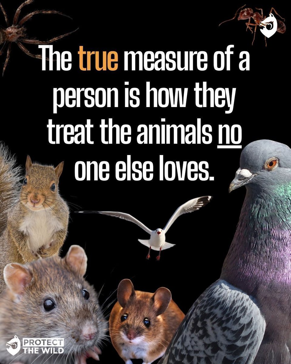 ProtectTheWild_'s tweet photo. How someone treats a rat, a pigeon, a "pest", that's who they really are. Kindness that only extends to the cute and the loved isn't kindness. It's convenience. https://t.co/Rd8vQ8prt0