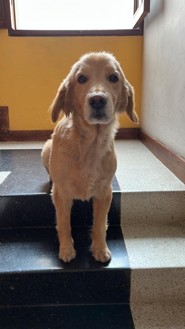 gracon27's tweet photo. #Caracas
🚨🚨🚨🚨🚨🚨🚨🚨🚨🚨🚨
Se busca a Kiara.Debe estar
  desorientada caminando por la calle, por favor si la han visto por el Marques, la Urbina, la av Rómulo Gallegos, por favor resguardar y llamar😭😭😭🙏🏻
Gracias🇻🇪🫂🐶
04241557925 https://t.co/8rgOQzKRQu