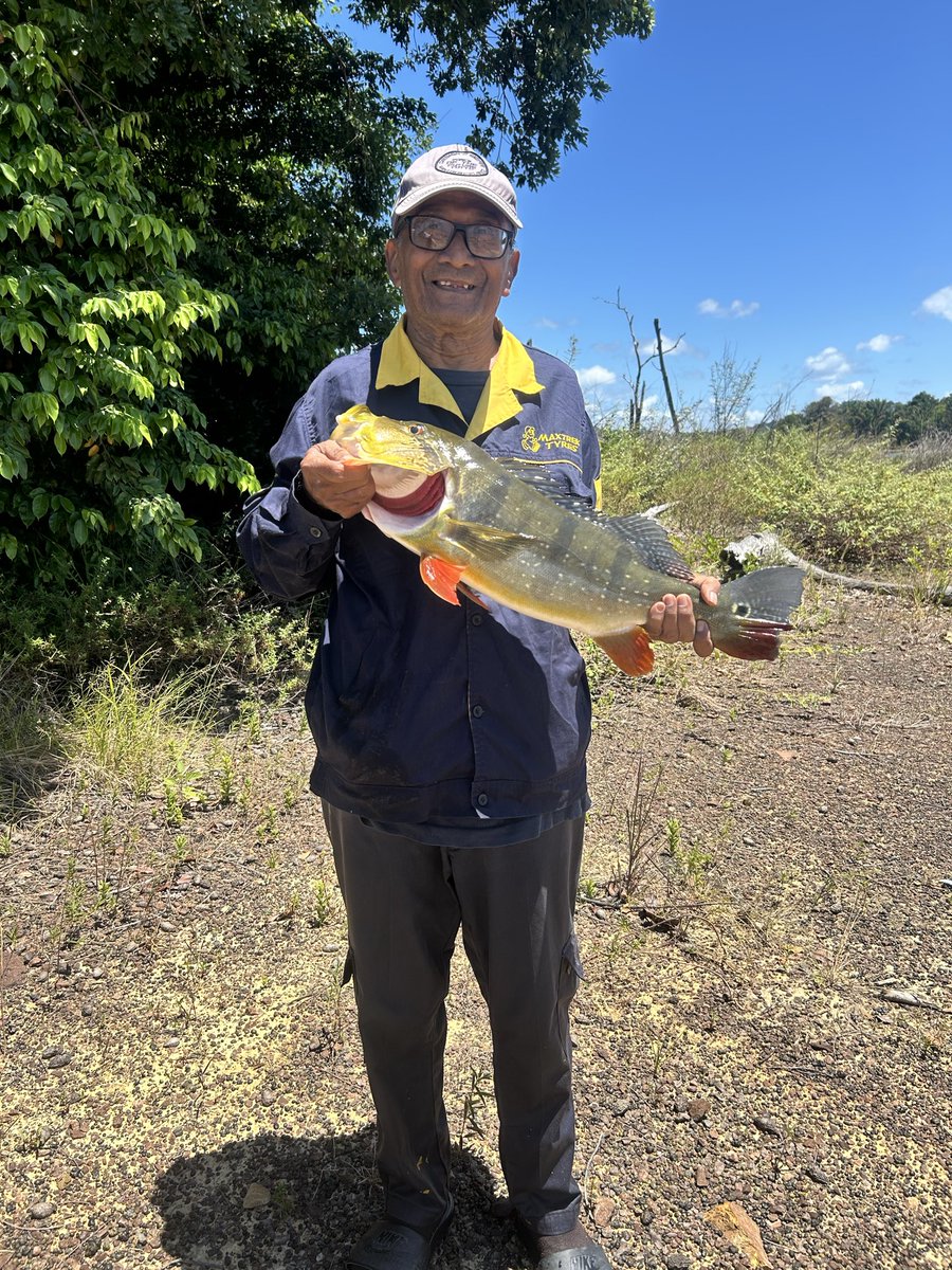 1TreceDeRosa's tweet photo. Tropical Vibez��‍↕️🙂‍↕️🙂‍↕️

#peacockbass #Bass #Tropical #toekoenarie #Nature https://t.co/q1R98UIw6P