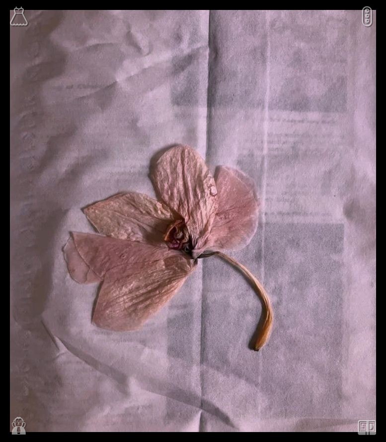 PonMeemak's tweet photo. Maintain a sense of hope through each and every difficult day. The path begins to flatten slightly, and I exhale with relief, my legs appreciating the reprieve. I inhale deeply several times, noticing the strain in my muscles gradually release. https://t.co/hjAK0JlVoV