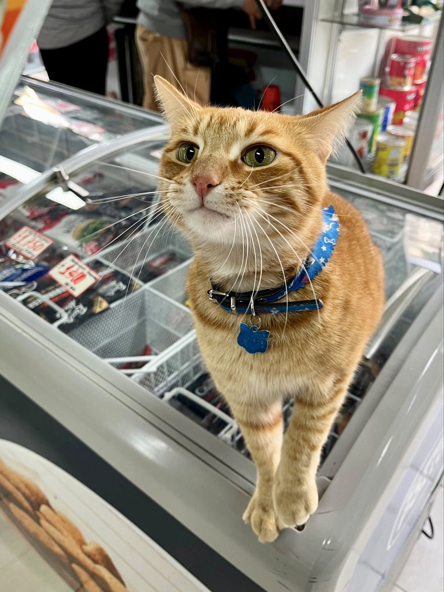 Bodega Cats tweet media
