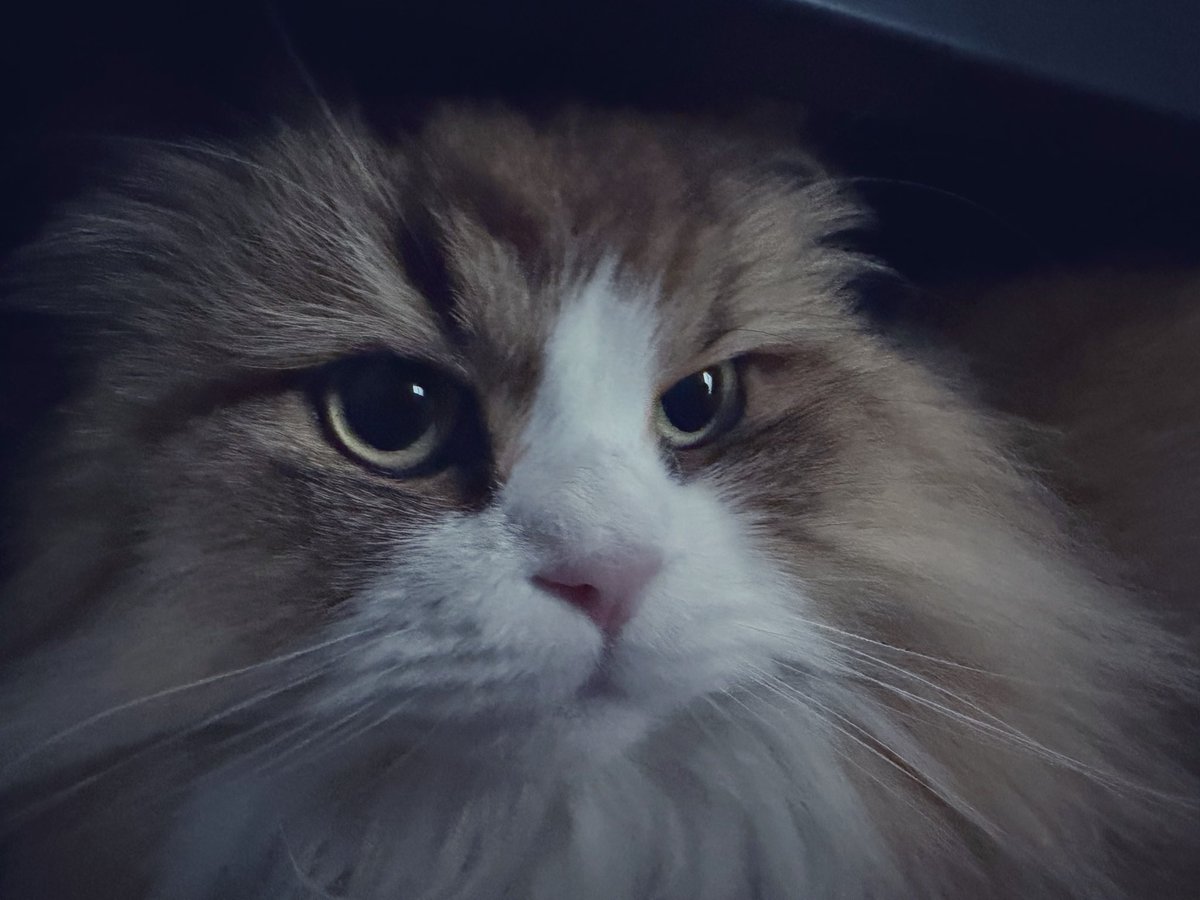 midoh_shinpu's tweet photo. 猫を吸うと脳から色々なモノが出ますね。
常時ガンギマるぅー♪ https://t.co/src7oEWxCj