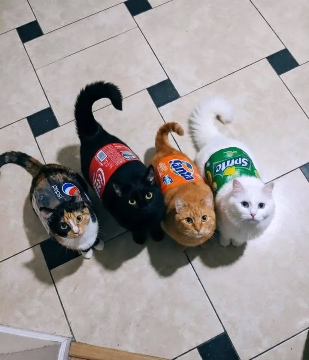 The Meow Flix tweet media