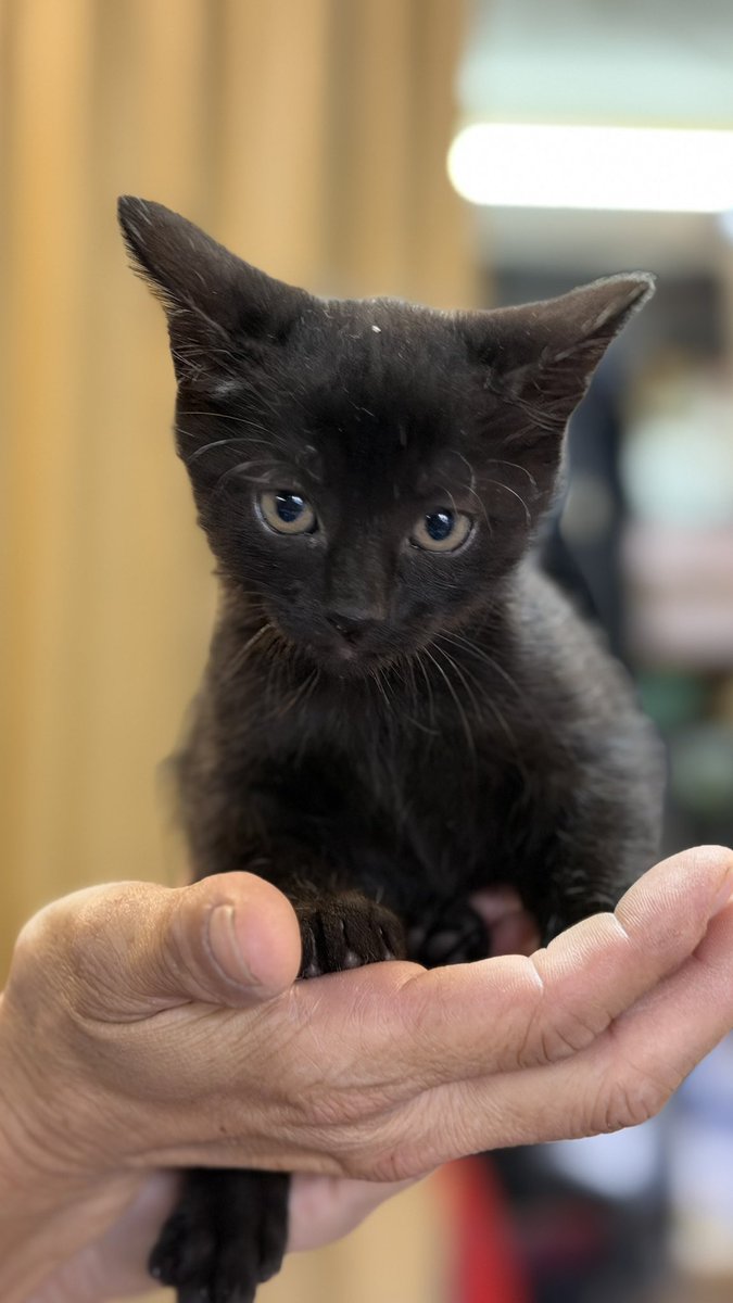 vilasaromanijee's tweet photo. Hoce neko mače? Zmolila bih za RT 
❤️ https://t.co/cjg2GPtJfi