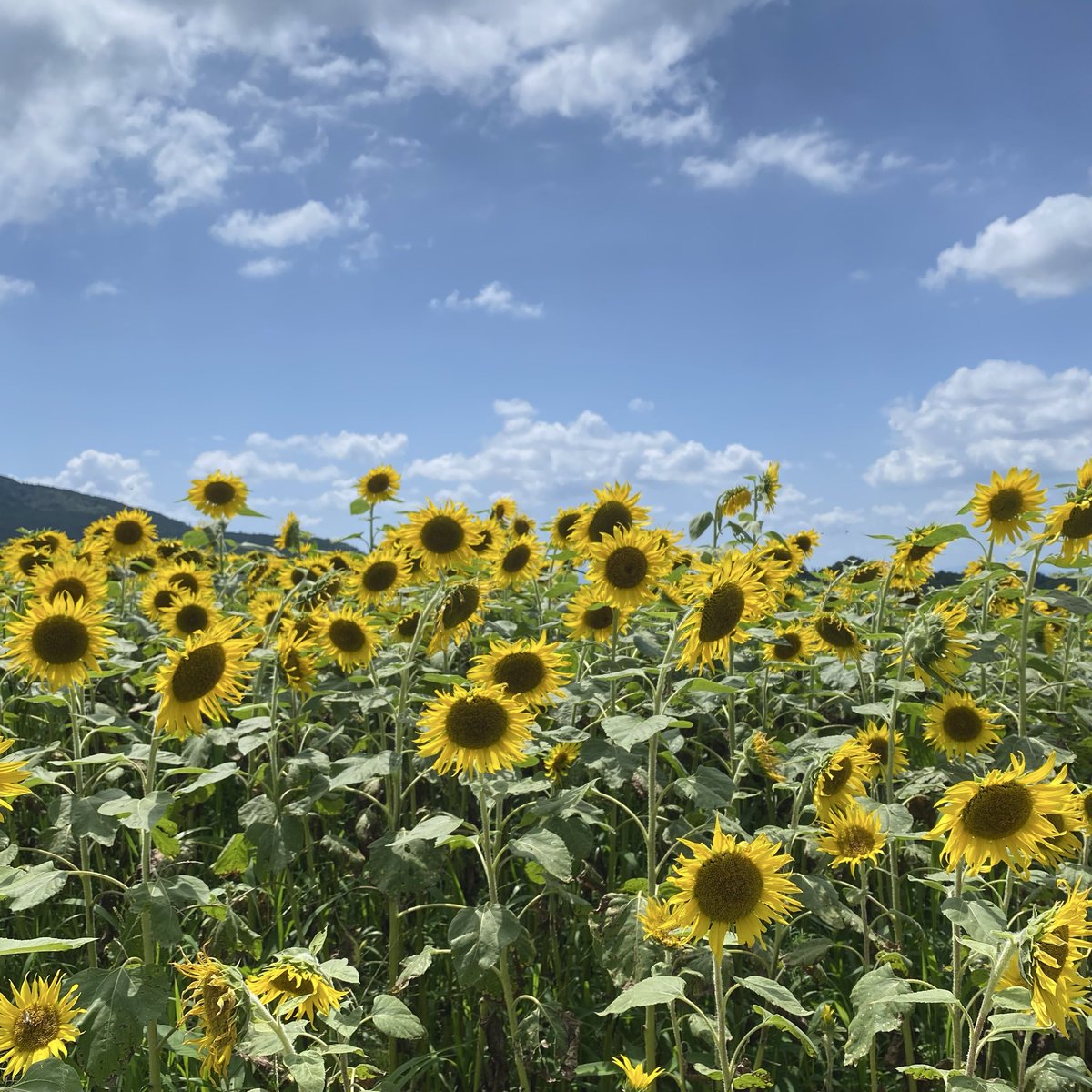 mpdvmx's tweet photo. 夏だね🌻 https://t.co/InwyIJfaCX