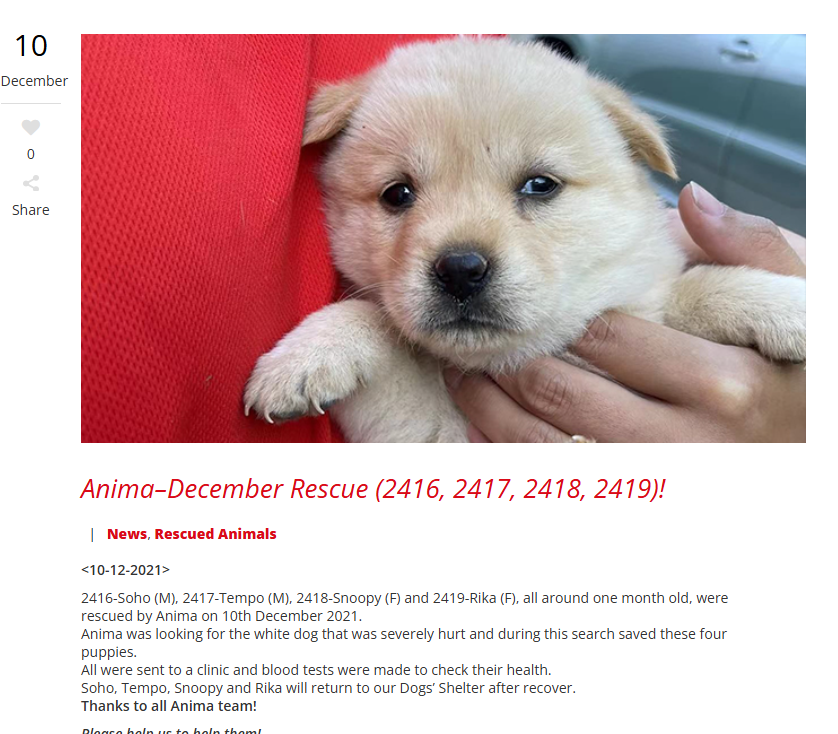 dwebs262's tweet photo. I Deved sharkdog ( 1.2m ) and I found the actual dog

It all started from this image, where i reverse searched it and found it send to this link 

which is his pre adoption page
https://t.co/M51ToDAaUd

Where I found the dog name - Tempo

This is the best beta to sharkdog