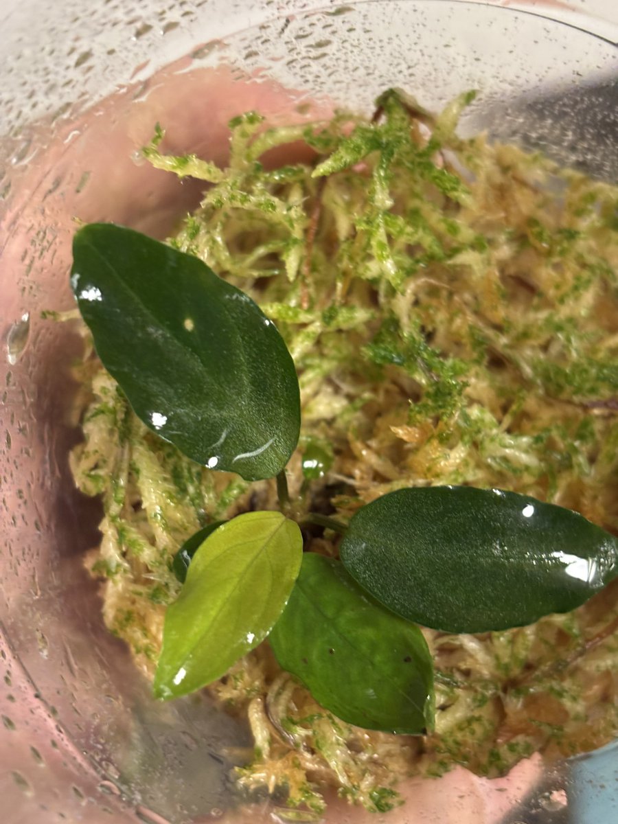 forge_monster's tweet photo. Homalomena sp. Euclase

昨年BBの株。なんとか持ち直してきました。 https://t.co/MUMdsQf86J