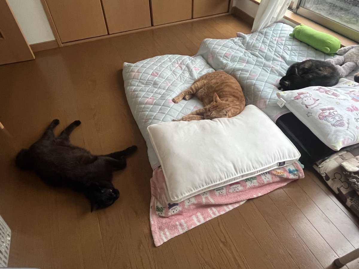 maru88mon's tweet photo. 2階の部屋で天然石のブレスレットを作っていたら
雷鳴と豪雨が！⚡️☔️⚡️

気が付いたらにゃんズ部屋に勢揃いしてた

窓際の猫様お布団で
ネネがスヤスヤ
ココがプピプピ
床の上でジジがスンスン

ほっこりする午後のひと時

 #猫のいる暮らし
 #ジジ7歳
 #ココ5歳
 #ネネ4歳 https://t.co/dcDtrmZUi1