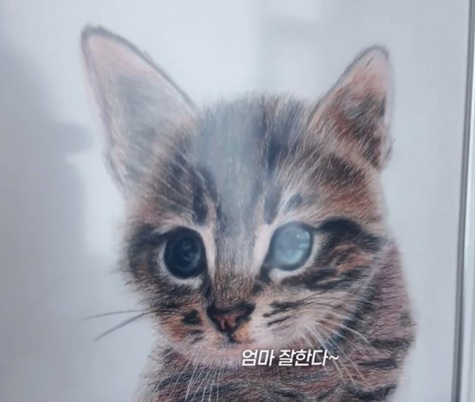 _1IloveHoseok's tweet photo. Hoseok is a truly wonderful person. He is extremely kind. He adopted that stray cat he saw injured, took care of it, and used to visit it to check on it, and now it has become his pet cat 🥺☹️ https://t.co/UJwisHDZRZ