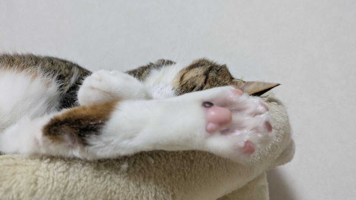 dokube's tweet photo. ツヤツヤテカテカ https://t.co/T4OQL4KlZC