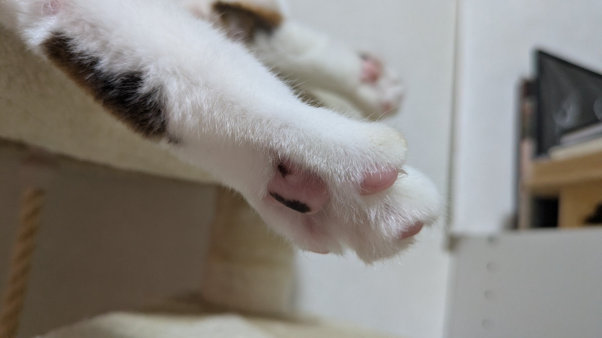 dokube's tweet photo. ツヤツヤテカテカ https://t.co/T4OQL4KlZC