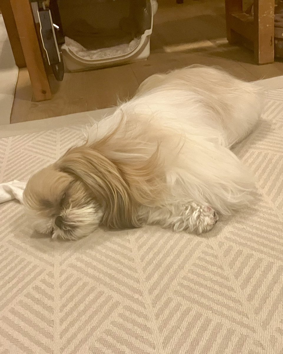 sick_rocks's tweet photo. 気持ち良さそうな寝姿でおやすみなさい🌙
#シーズー #狛犬 #こまちゃん https://t.co/NKcYP1XZQ8