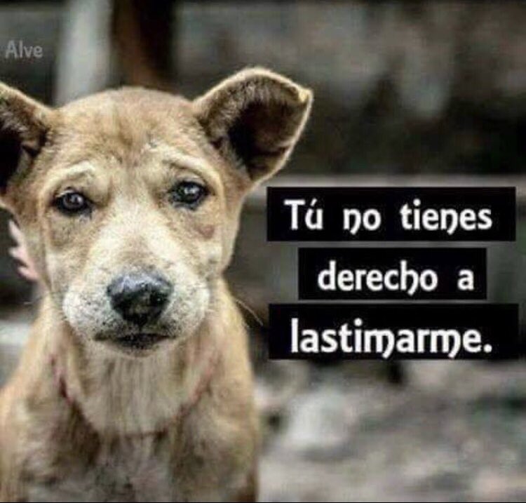 zzamor_animais's tweet photo. #FelizDomingo A TODOS LOS QUE AMAN, DEFIENDEN, RESPETAN, ADOPTAN Y AYUDAN A LOS ANIMALES!!!🙏🙏🙏🐾🐾🐾🐾🦦🐇🦚🐈‍⬛🐕🐏🐃🐪🦏🦬🐖🦌🐈🦤🕊❤️❤️❤️🌹🌹🌹🌹🌙⚡️⭐️💫🌟✨ https://t.co/Nnjn312heK