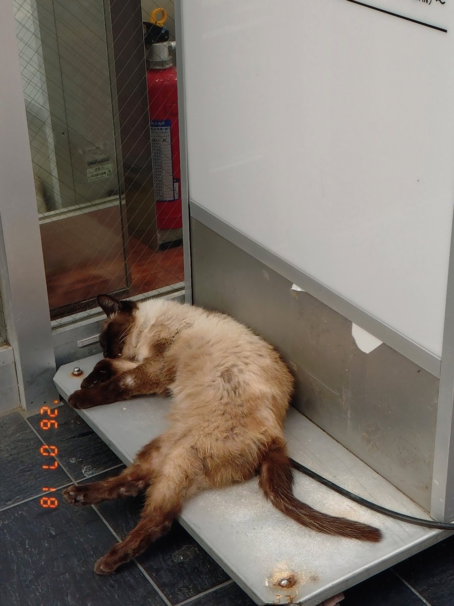 SAKURAreachAIR's tweet photo. 川越の路地にいる猫さん

シャム猫さんかな？？？ https://t.co/V4IFzEVBYP