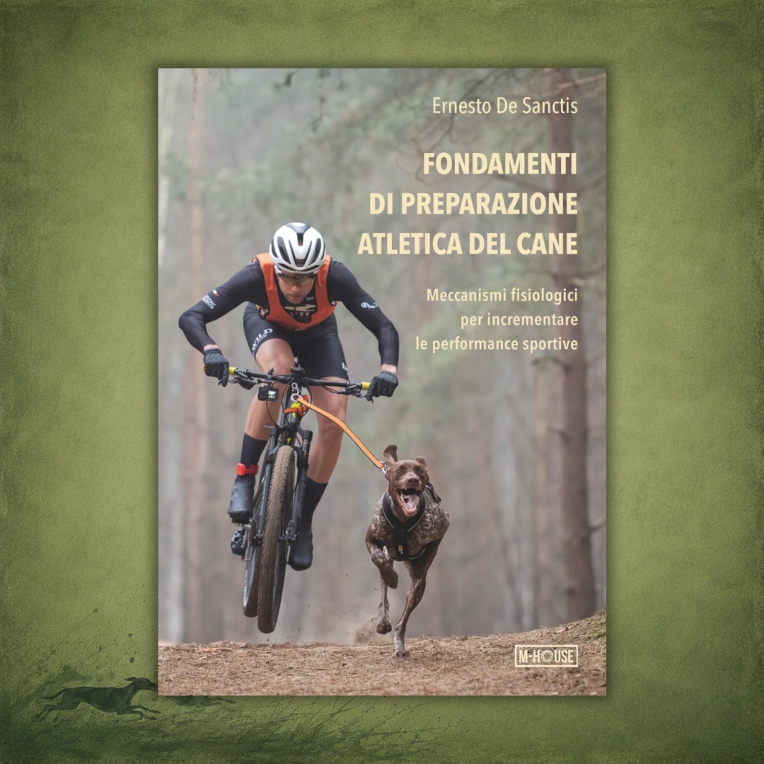 MHousePublisher's tweet photo. Il cane è un atleta straordinario.
Non tutte le razze, però, sono state selezionate per affrontare lo stesso tipo di sforzo.
I Levrieri rappresentano la massima espressione della velocità. I cani da slitta quella della resistenza. Tra questi due estremi si collocano, con caratteristiche diverse, tutte le altre discipline sportive.
Comprendere la fisiologia, il sistema cardiovascolare e i limiti specifici di ogni razza è il primo passo per costruire un programma di allenamento efficace e rispettoso del cane.
In Fondamenti di Preparazione Atletica del Cane la preparazione atletica viene affrontata partendo dalla biologia e dalla scienza, perché non esiste un buon allenamento senza una profonda conoscenza dell'atleta.

Disponibile anche su Amazon: https://t.co/TPPsA3mosh

#SportCinofilo #PreparazioneAtletica #CaniSportivi #Cinofilia #cani
