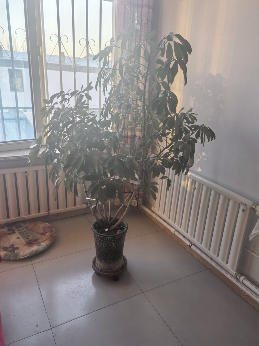 RiddhimayS's tweet photo. Just clocked 10 mins of "office planning" — aka rearranging my desk plant to catch better morning light. Win-win. https://t.co/BZIcioNKQW