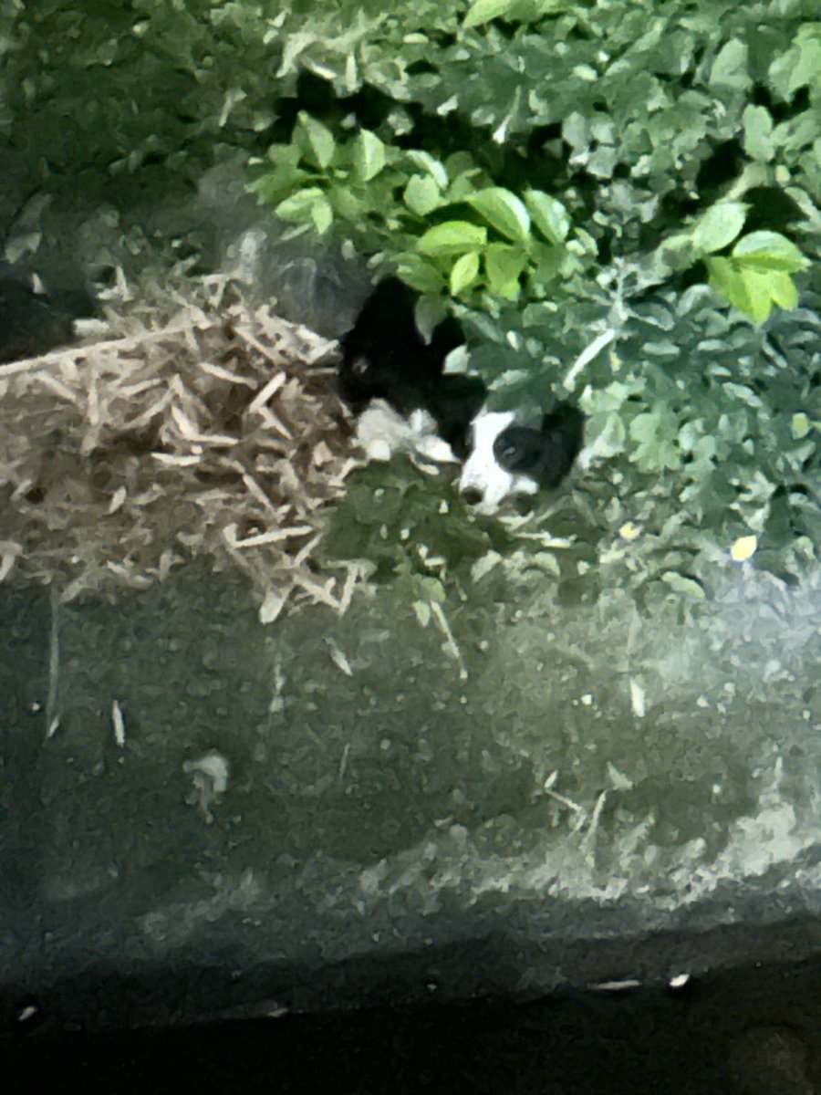 ashita_kazuki's tweet photo. 【拡散希望】
迷子犬の目撃情報です。
実家の父が裏の川辺に迷子犬がいるとのことでXをやっていないため代わりに投稿しています。

場所　長野県松本市開智3丁目　大門沢川付近。
犬種　おそらく白と黒のボーダーコリー
体重10キロ程度

#長野県  #松本市 #拡散希望
#迷子犬  #迷い犬 https://t.co/v8ZDGXrfkj