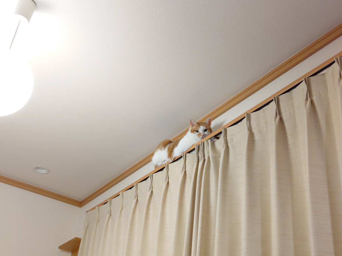 chatathecat2020's tweet photo. テレビばっか見てないで遊んでよ！
#茶白猫 #猫のいる暮らし #猫のいる生活 https://t.co/o4Z94Walsq