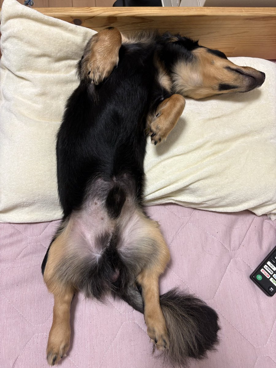 mettoball's tweet photo. #ダックス
愛犬のへそ天って何で写真に撮りたくなるんだろう？気付けばへそ天写真が増えてる笑😆 https://t.co/lA7WMjW584