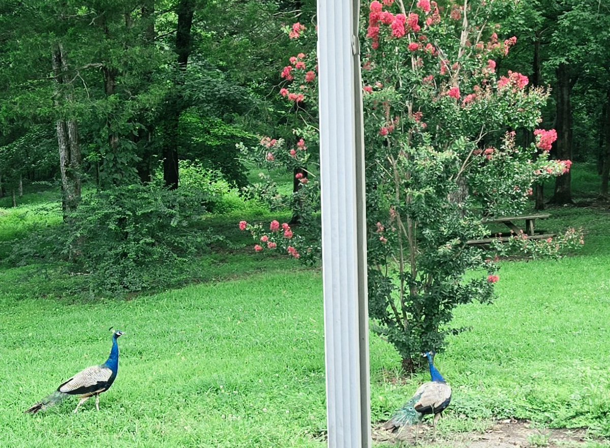 KimberlyFrame_6's tweet photo. @InvestmentGuru_ I woke up to the neighbor's peacocks roaming my backyard.. https://t.co/G09hj4eoyB