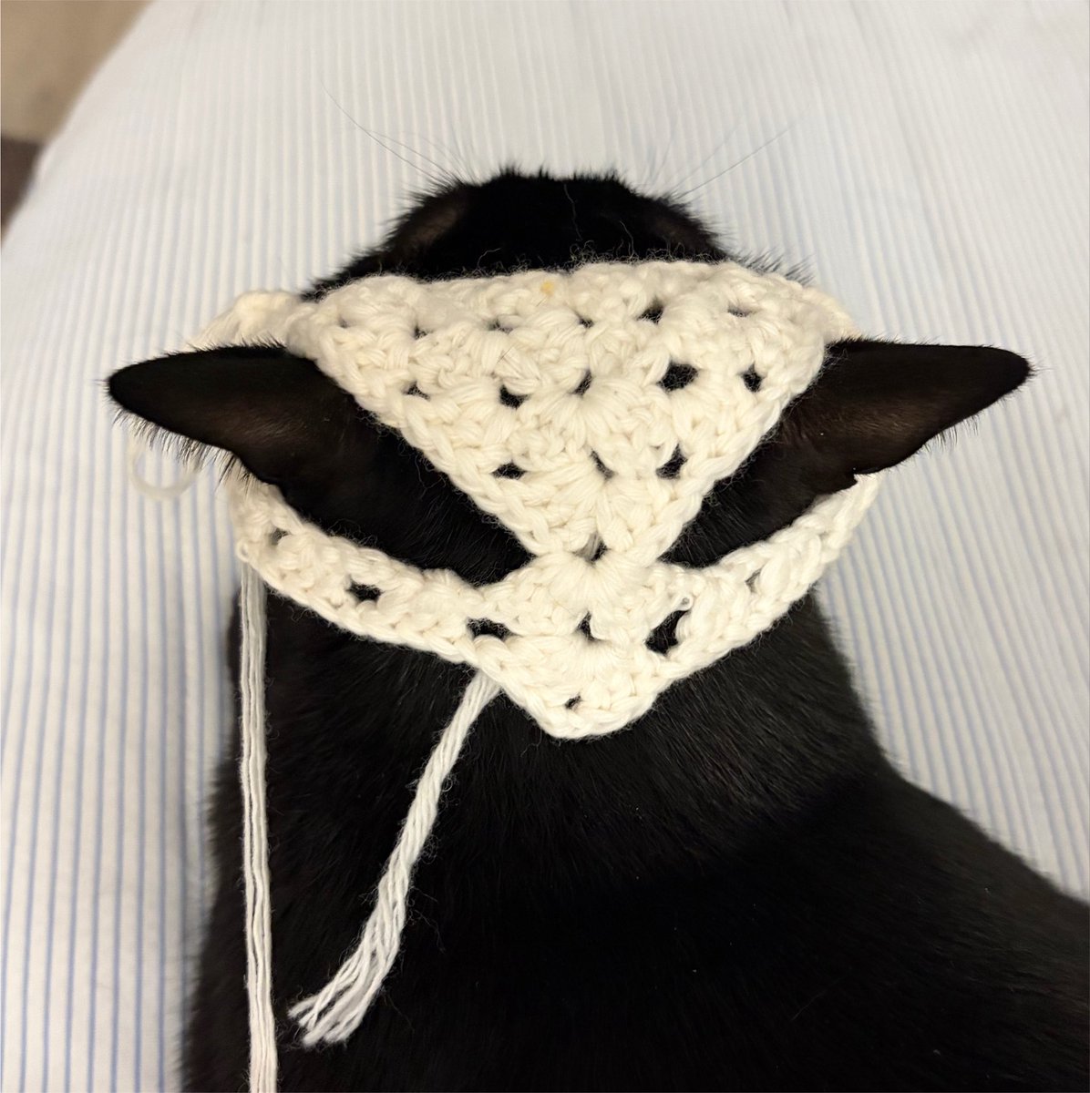 seorithecat's tweet photo. 모자 뜨다가 중간 시착 한번 시켜봤는데 귀 날라감 https://t.co/hUYN3rXbK2