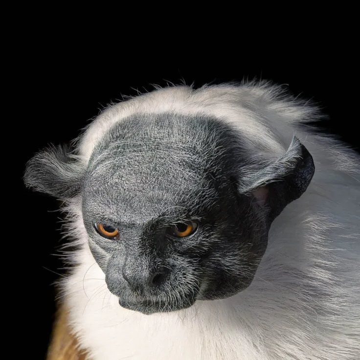 AMAZlNGNATURE's tweet photo. The monkey with one of the most distinctive faces in the animal kingdom

The pied tamarin's unique appearance makes it impossible to mistake. Native to a small region of the Brazilian Amazon, it is now critically endangered due to rapid habitat loss https://t.co/s515tCUYUt