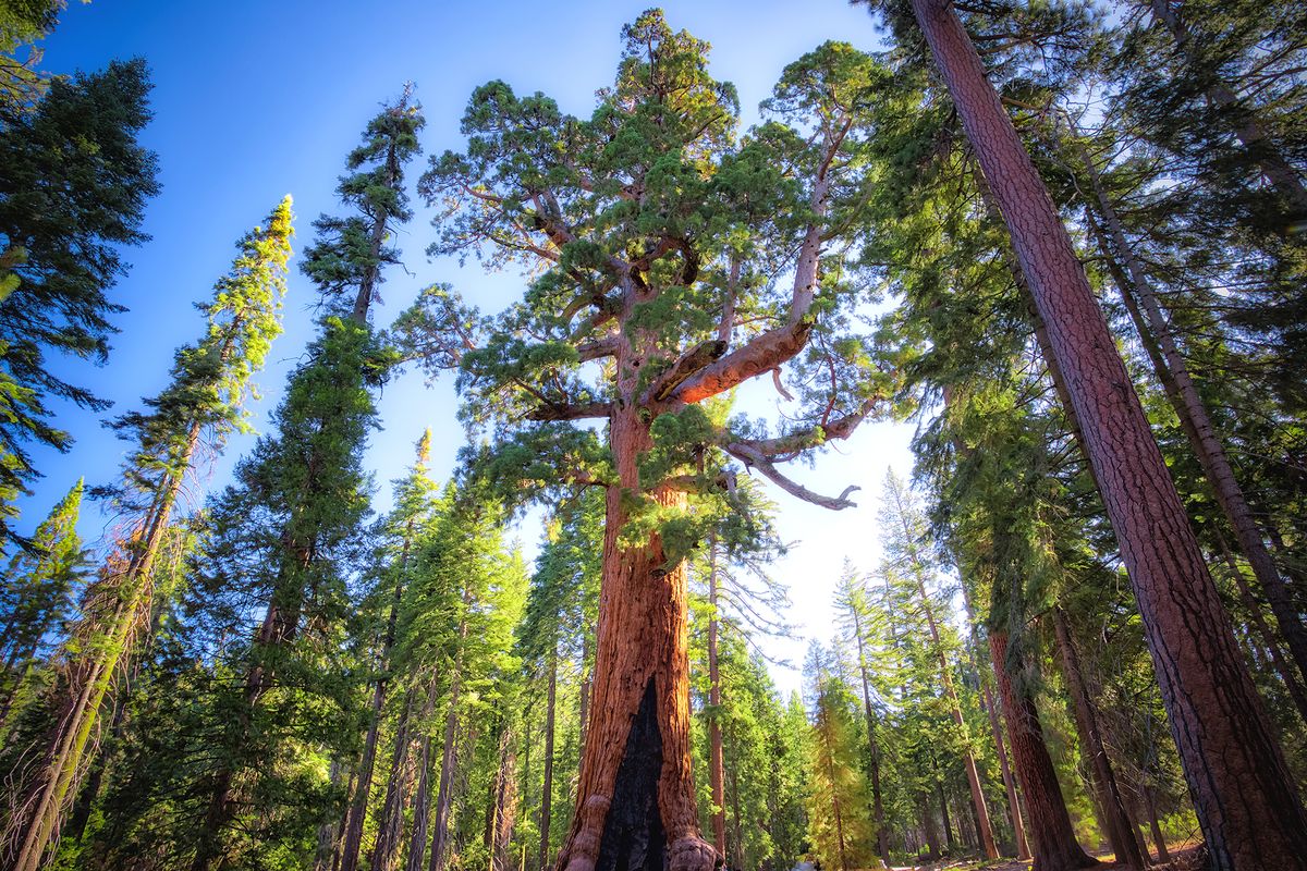 SFGate's tweet photo. Scientists have climbed Yosemite's most famous tree https://t.co/wVlvJkZkvJ https://t.co/Izjm5tcOoH