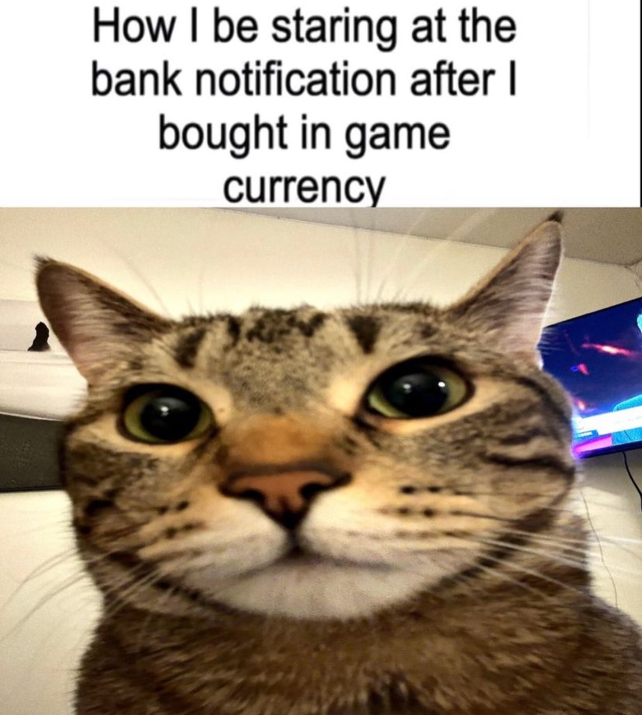 PunchingCat's tweet photo. https://t.co/kbZr4uhBmM