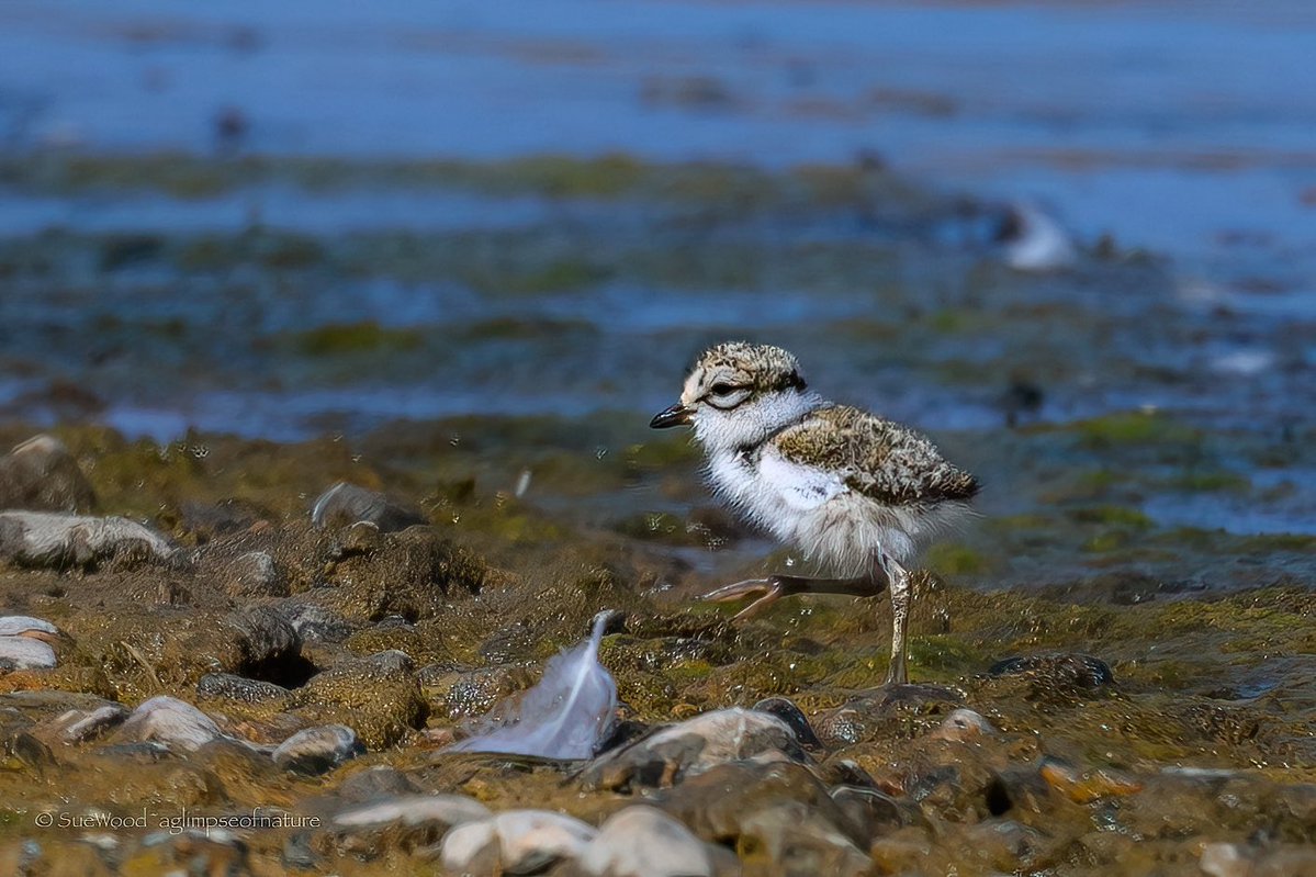 SW_PhotoNature's tweet photo. Wouldn’t have even noticed this Ringed Plover chick if its parent had not been reprimanding it.
Even then I had to wait for it to move near the water so it stood out from its background. Wonderful nature…these tiny chicks just blend into the sand &amp; pebbles to keep them safe. https://t.co/9Y8ZJiEK43