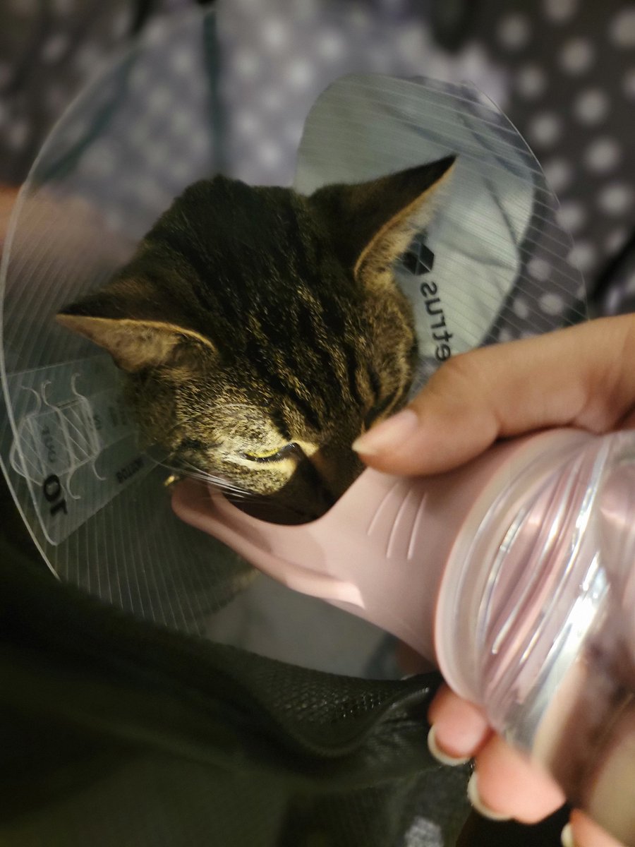 soloplayer_119's tweet photo. Atlas's surgery was a success. But he's been feeling depressed, I didn't even know animals could feel depressed until now. 
There's still lots of worl to be done to help the fella.

Any help, from a repost, to a donation helps!

https://t.co/SSnfQ5BjWf https://t.co/jxujbolLtb