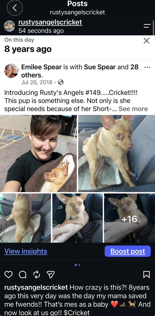 Cricket The Dog tweet media