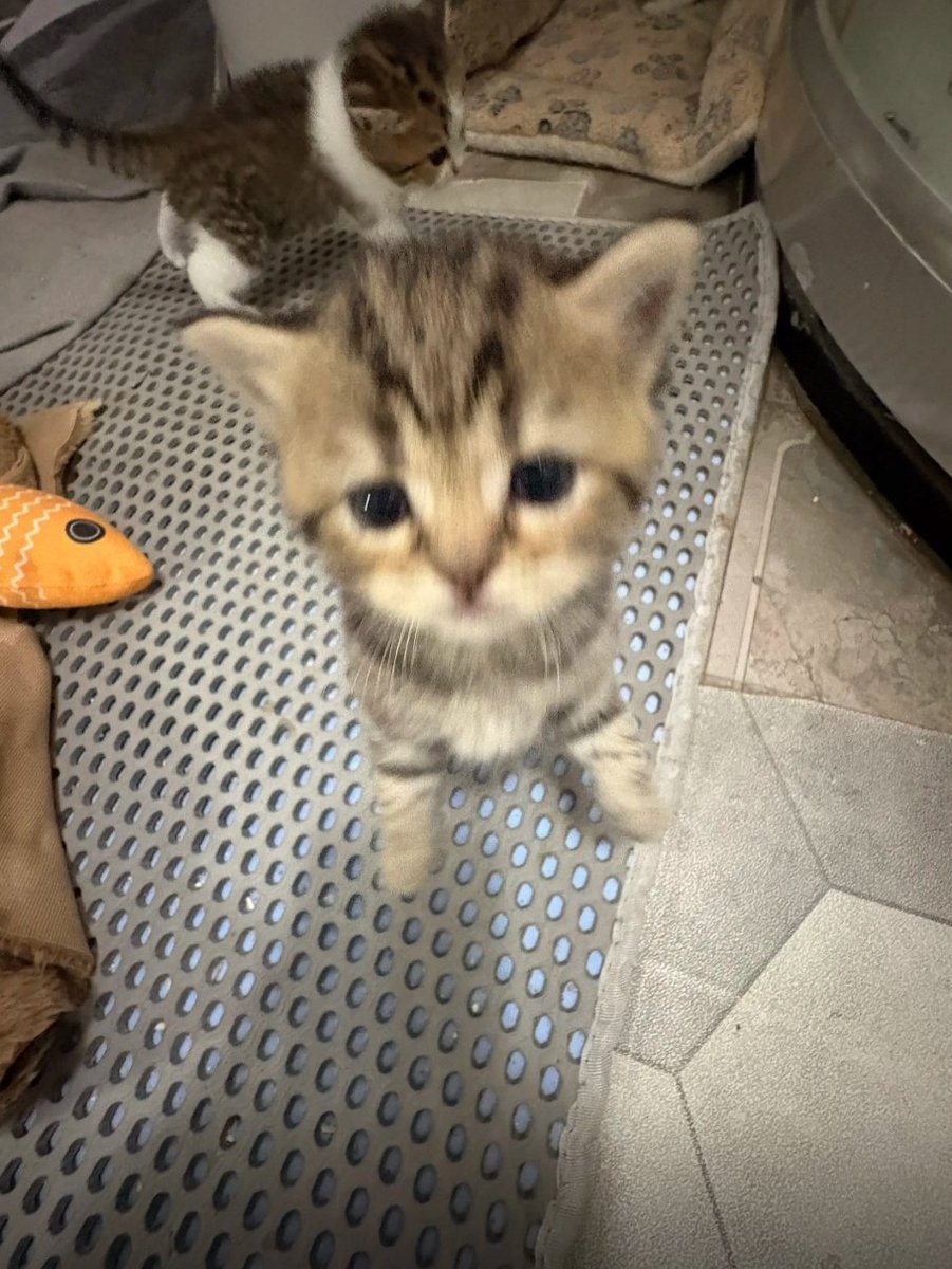 cat tweet media