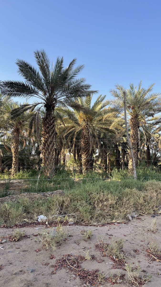 MseriCom's tweet photo. حشمة الغالي اللي مقيمن وده
مغليً لي قبيله من اجل عيونه

صاروا اقرب لي من الربع والبده
إدفعتني لهم نفسي المفتونه

أحترم عودهم والصغير آعدّه..
كنه اخوي..ماحط احد من دون https://t.co/81bwrfLHxH