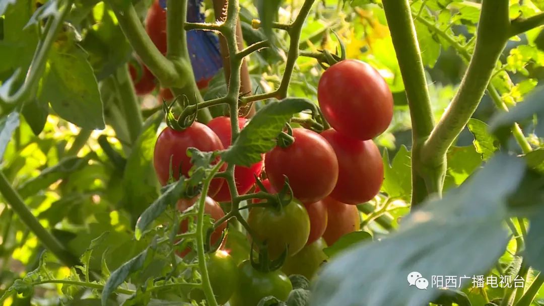 DaleWilson605's tweet photo. This farm-fresh cherry tomato batch is a game-changer! Juicy, sweet, zero bitterness—perfect for salads or snacking.  A must-buy for summer eats!， https://t.co/OFW4p6kzak