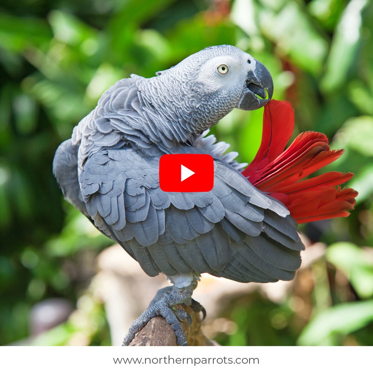 NorthernParrots's tweet photo. Watch videos about Parrots to learn about our feathered friends. Do you have any more tips?
#parrottips https://t.co/vHrpw3iote
