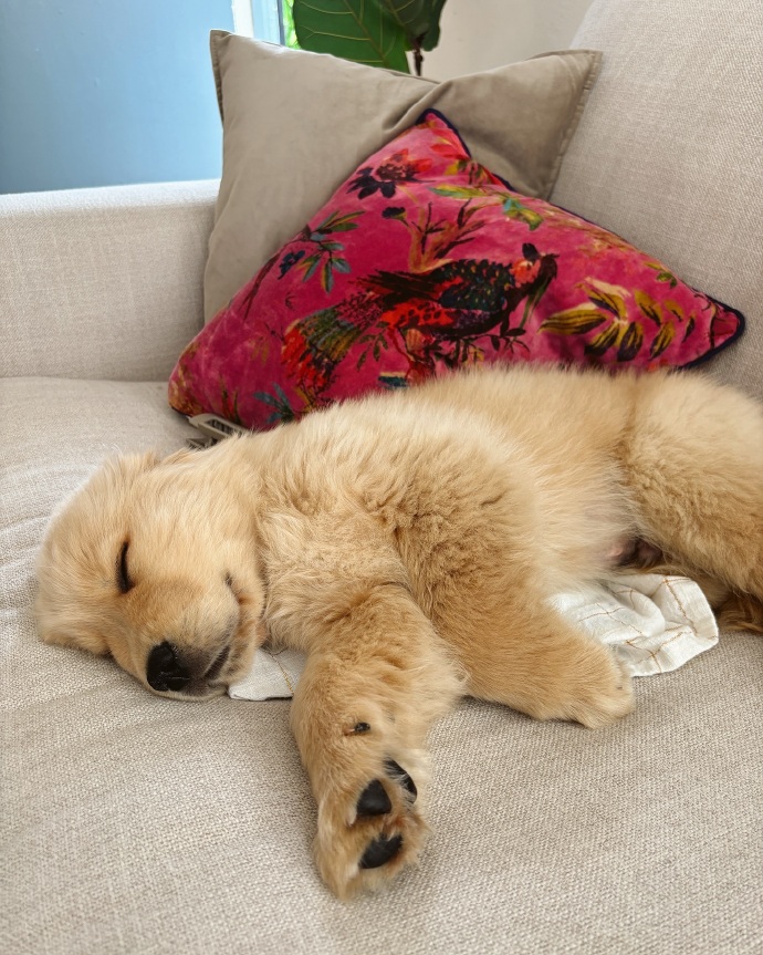 VlachovaLibuse's tweet photo. My pup’s sleepy snuggles = the best midday pick-me-up  Never alone with this warm fuzzy sidekick! #PetLove #DogCompanion， https://t.co/YC5zzboZ8V