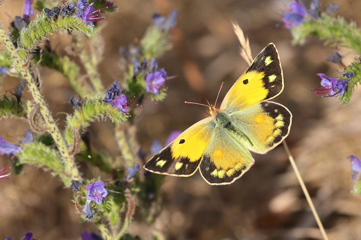 ironfists67's tweet photo. Clouded Yellow in amongst the Viper's Bugloss. https://t.co/5VyHlXwKv8