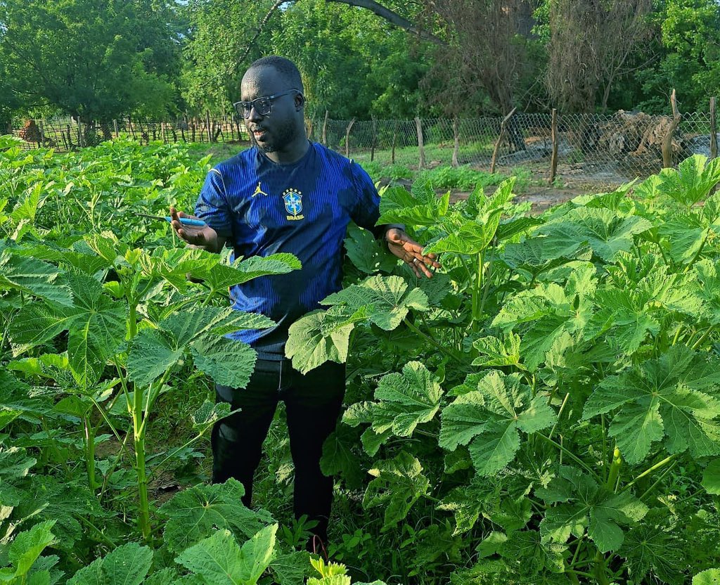 MFarmsGMB's tweet photo. The harvest of our okra well underway.

#MFarm | #Farming4Business https://t.co/FKDKGjadkD