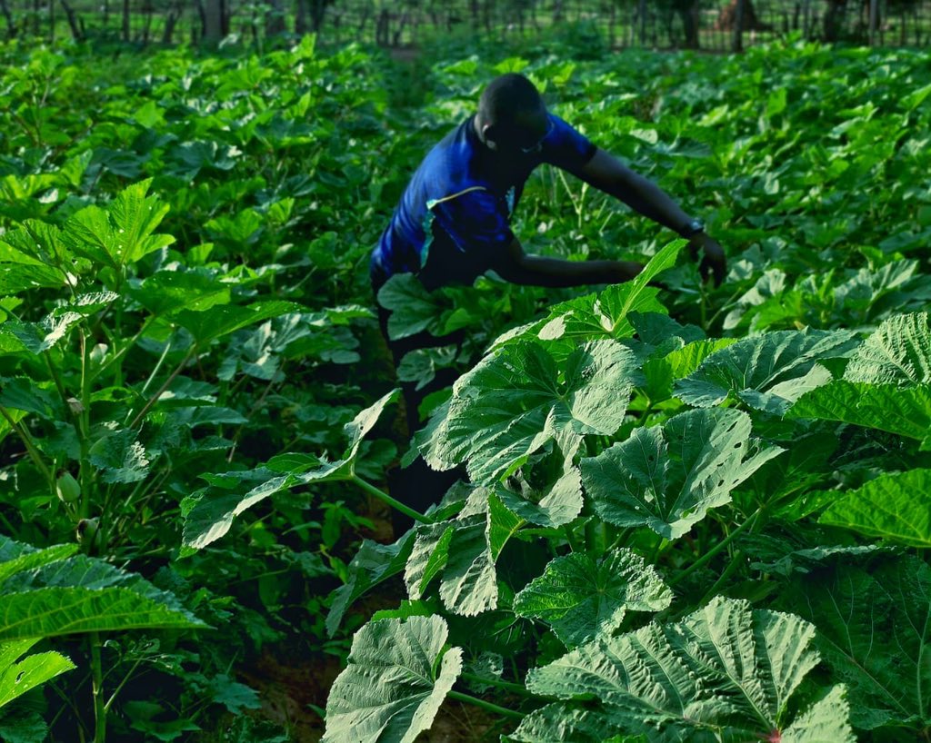 MFarmsGMB's tweet photo. The harvest of our okra well underway.

#MFarm | #Farming4Business https://t.co/FKDKGjadkD