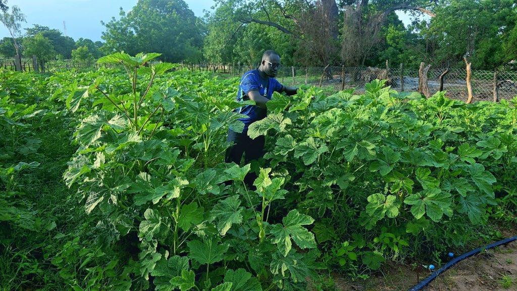 MFarmsGMB's tweet photo. The harvest of our okra well underway.

#MFarm | #Farming4Business https://t.co/FKDKGjadkD