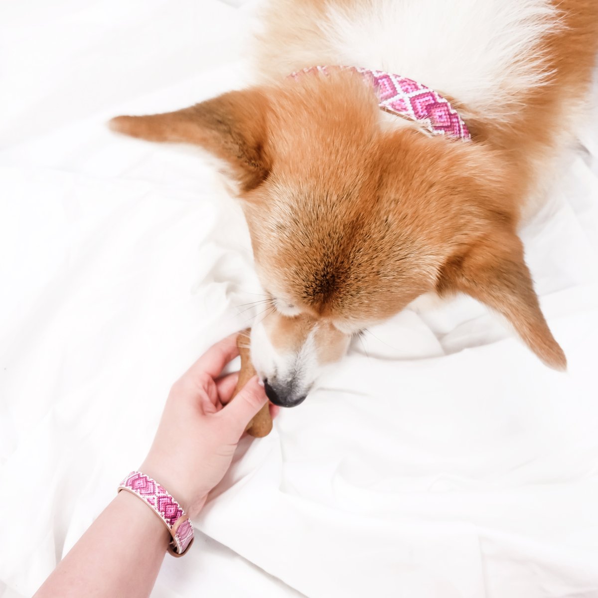 FCollars's tweet photo. Pink, patterned, and perfectly coordinated 💕 Life is just better when you and your bestie match! 🐾✨

#Twinning #DogMom #Friendshipcollar #MatchingAccessories #PupLife #DogBond #PinkPatterns #CutePets #DogGifts https://t.co/DXctzjhtZ7